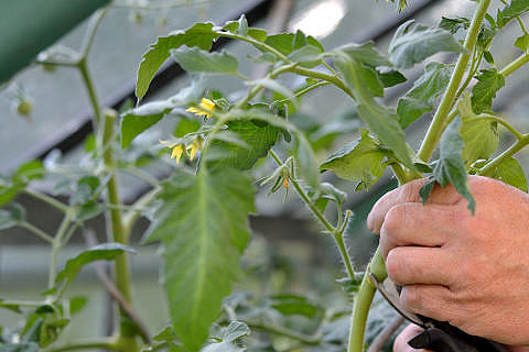 Towards entry "Plants communicate at a molecular level"