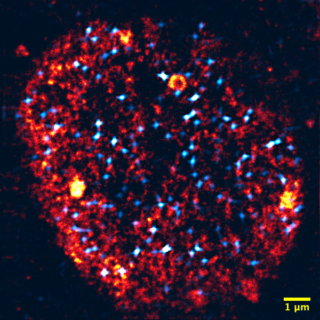 Towards entry "How Cells Correctly Choose Active Genes"