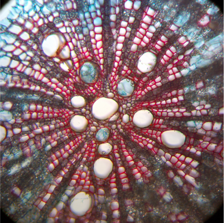 Featured image for A. Modulating organismic interfaces