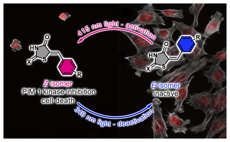 Switching molecules on & off by light to control cellular dynamics
