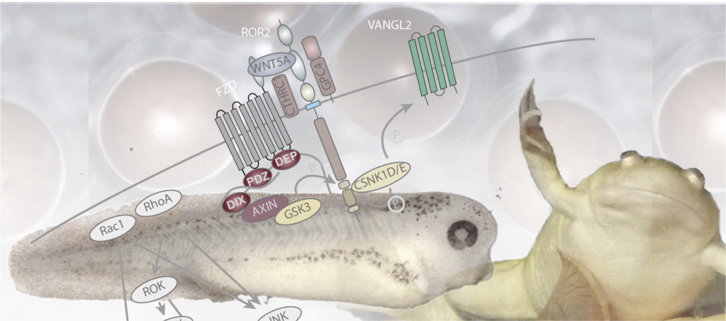 Schambony Lab – Research