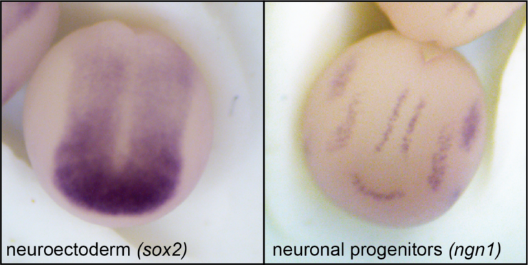 Influence of substrate stiffness on early neural development