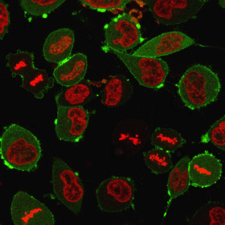 Featured image for C. Shaping immune interfaces
