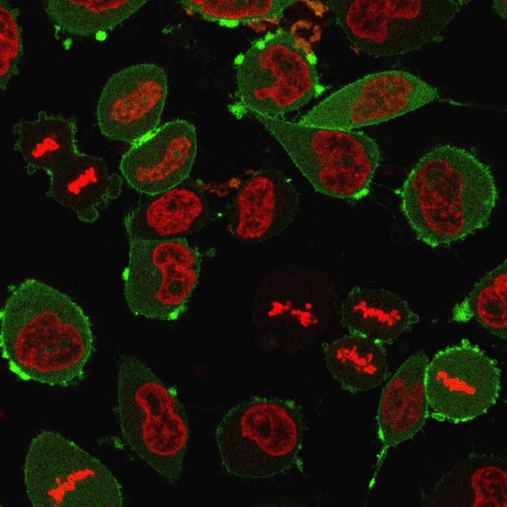 C. Shaping immune interfaces