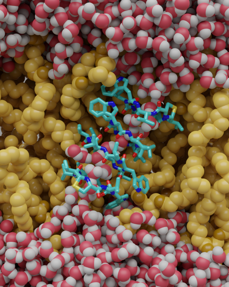 DFG Funds Research on Lugdunin: Collaboration Between FAU Erlangen-Nürnberg and University of Göttingen Explores Selectivity of an Antimicrobial Peptide