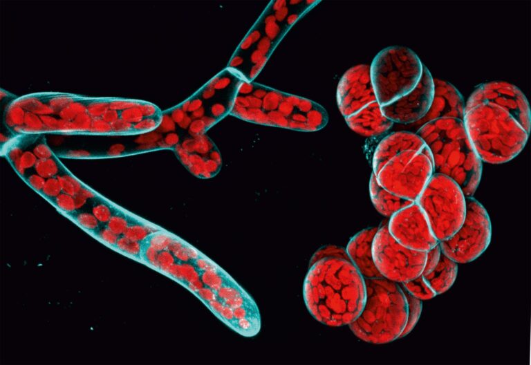 Featured image for B. Membrane interfaces driving cell dynamics